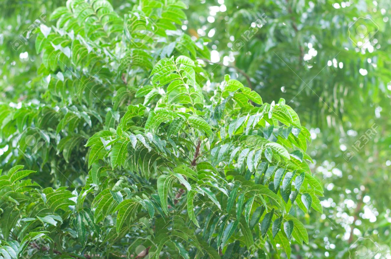 A branch of Azadirachta indica, neem tree showing compound leave